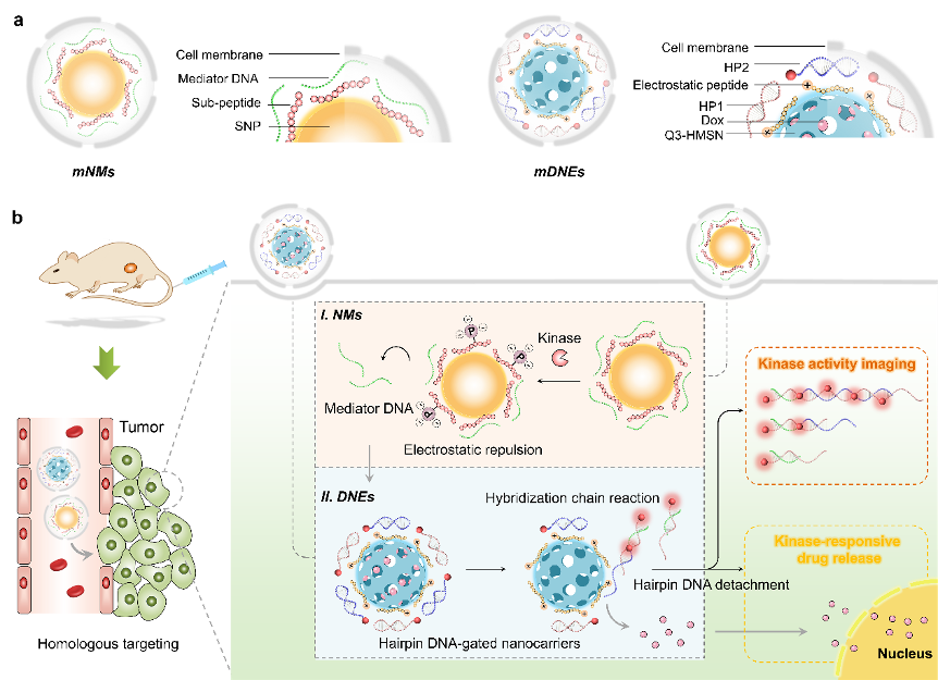 1629194579782691.png 图片zff.png